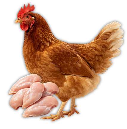 육계 장비